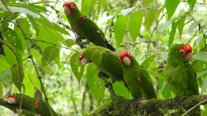 Problemática. El 24 de febrero de 2021, 20 loros caretirrojos, víctimas de tráfico ilegal, volvieron a la libertad.