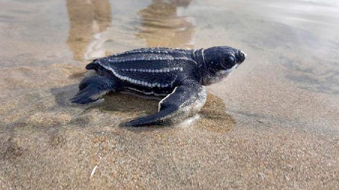 Hito. El 24 de enero de 2021 nacieron 38 tortugas Laúd, la primera vez que en el país se reportó el nacimiento de la especie. (Foto: Ministerio del Ambiente).