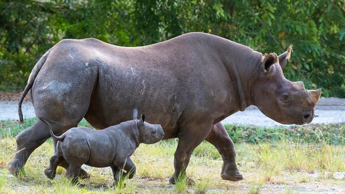 ESPECIAL. Fotografía cedida por el zoológico de Miami donde aparece el rinoceronte negro macho nacido el pasado 24 de febrero. ESPECIAL. Fotografía cedida por el zoológico de Miami donde aparece el rinoceronte negro macho nacido el pasado 24 de febrero.