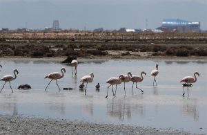 HOGAR. En el lago viven flamencos.
