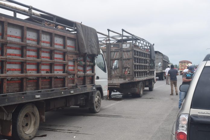 INFORMALIDAD. Los comerciantes de ganado ayer dijeron que ofrecerían a los animales en la vía.