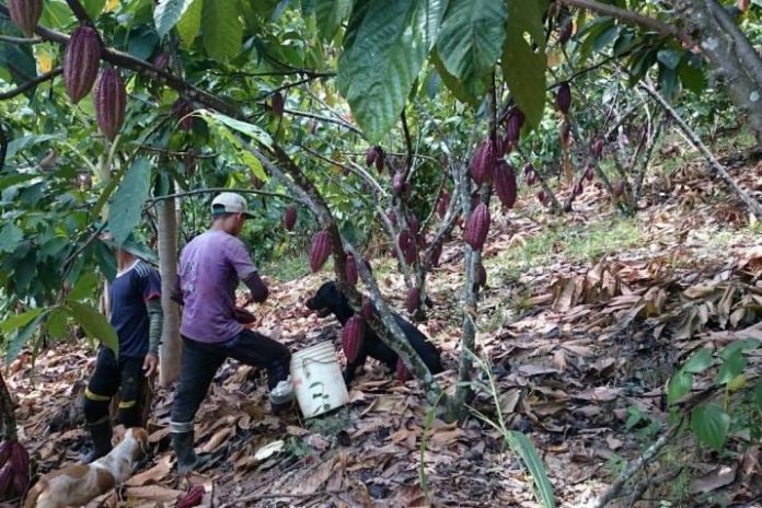 MEJORAS. Los agricultores rurales de la provincia de Esmeraldas recibirán asesoramiento para el cultivo de cacao.
