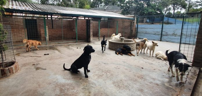 Centro de adopción de Protección Animal Ecuador en Alangasí.