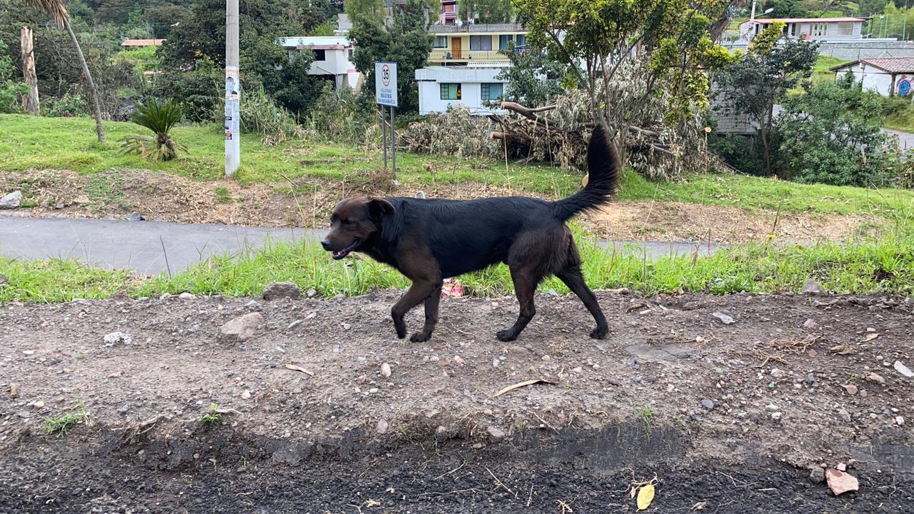 El Abandono De Perros En Quito Se Increment En Diario La Hora