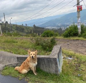 Perro callejero, vía Conocoto - Foto Ricardo Miranda