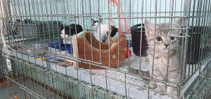 Gatos en adopción Protección Animal Ecuador sede Antonio de Ulloa.