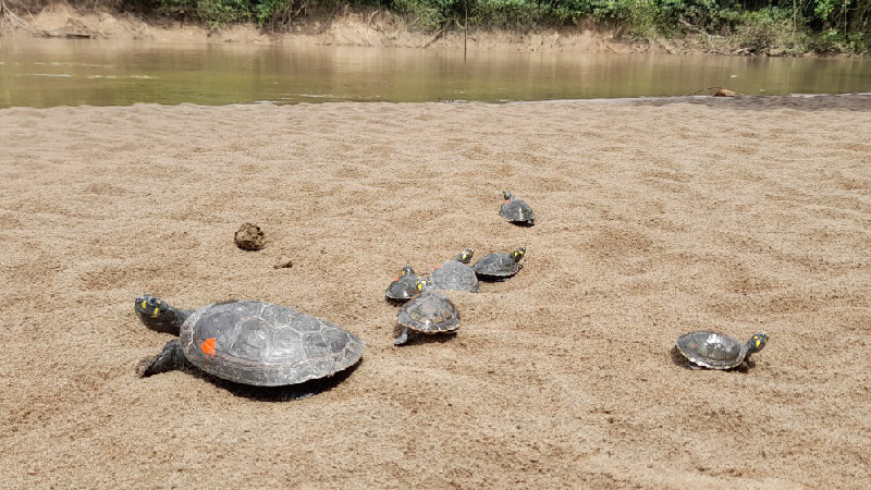 29 animales tendrán una nueva oportunidad de vida en el Parque Nacional Yasuní