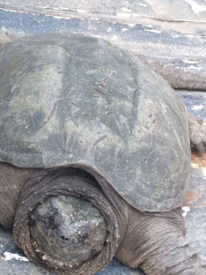 foto nota 1 Policía rescata tortugaña
