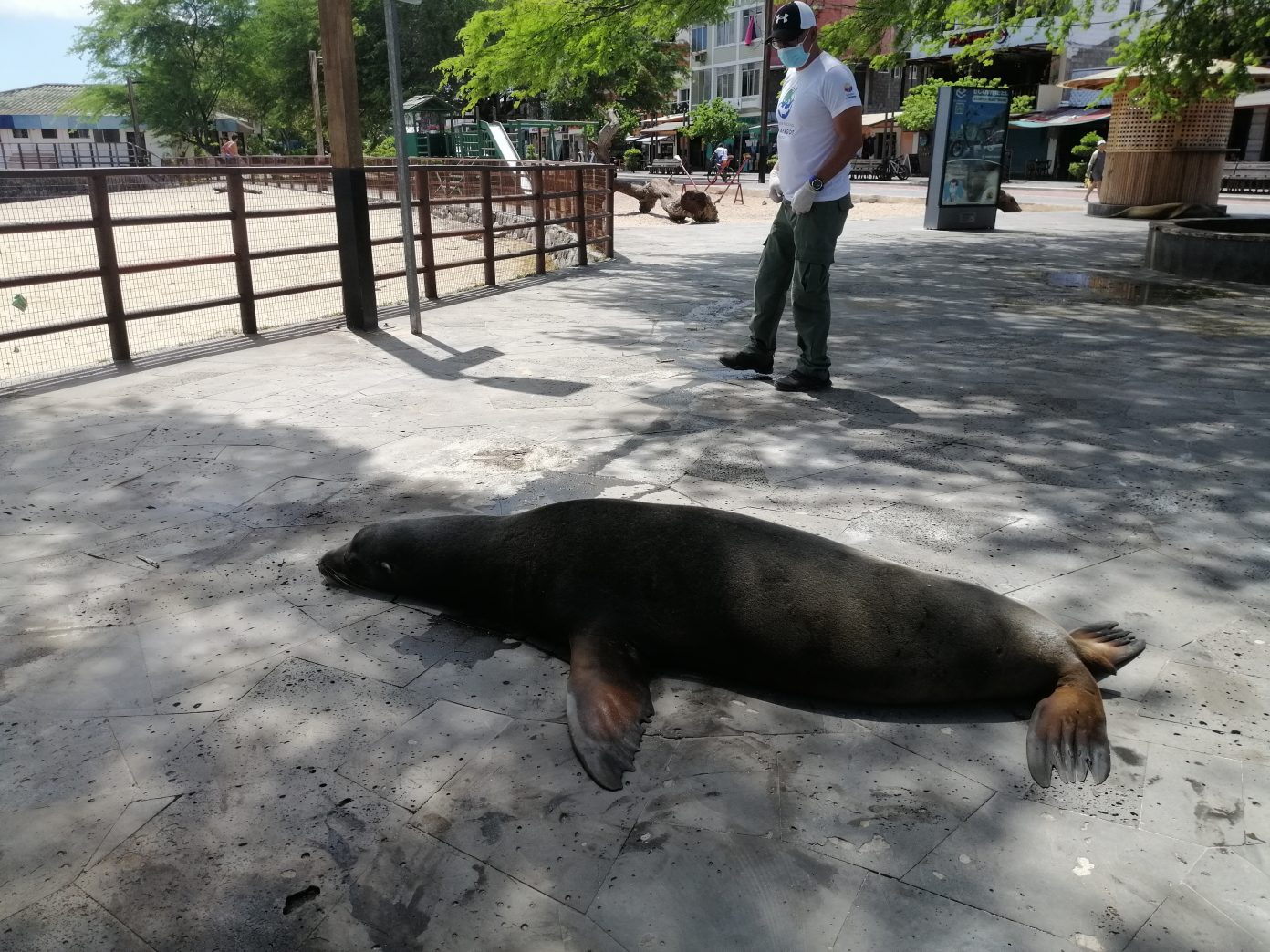 Lobo marino fue atropellado en Galápagos