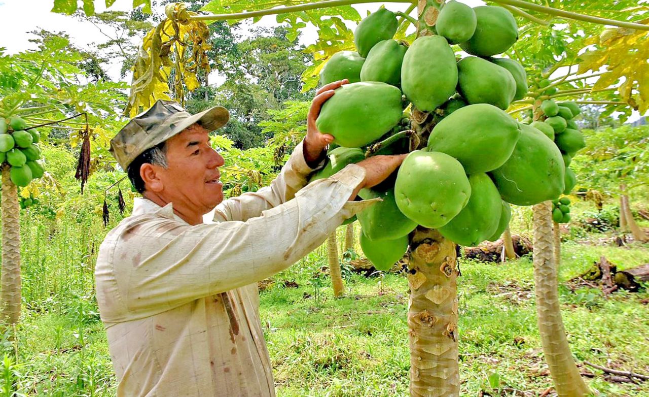 Resultados positivos en la producción de papaya