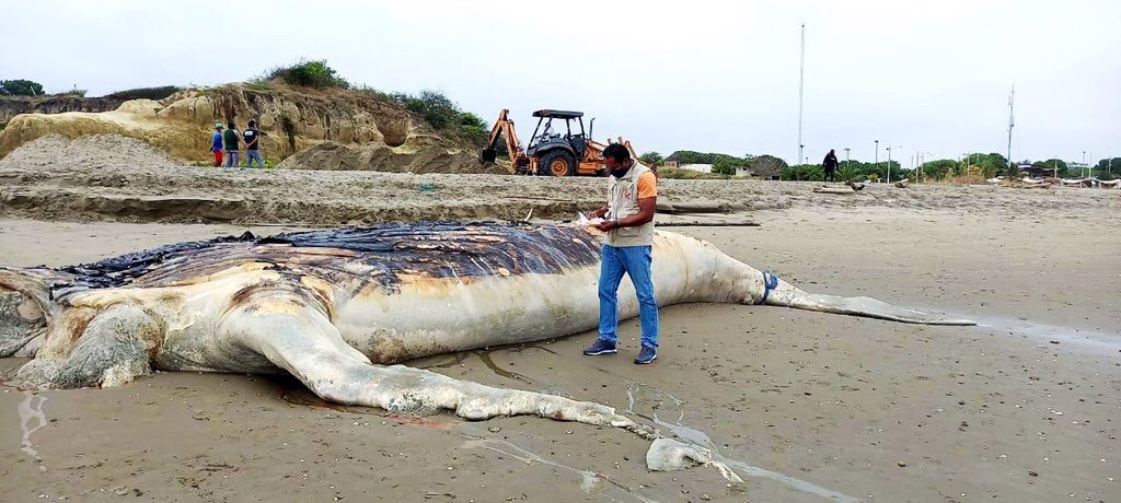 Ballena en estado de descomposición hallada en Guayas