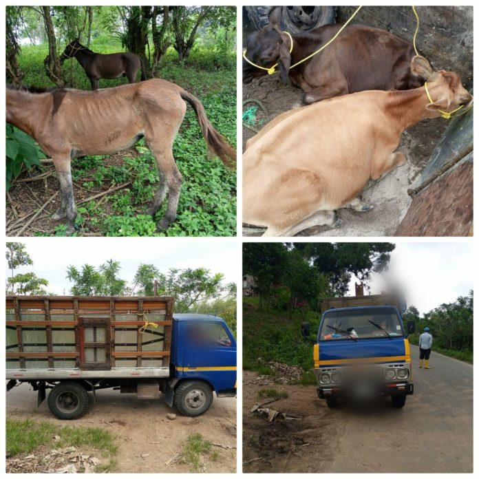 TRÁMITE. Los animales quedaron encargados en la propiedad de una moradora del sector bajo custodia policial del Subcircuito Playa del Muerto.
