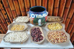 Tradiciones. Con siete variedades de granos de maíz se prepara la chicha que lleva el nombre de las festividades: Yamor.