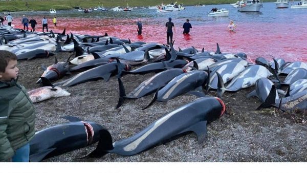 Matanza de delfines en las Islas Feroe genera indignación