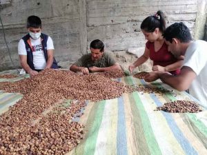 PRODUCCIÓN. El café y el cacao se dan en la zona rural, las familias los cultivan.