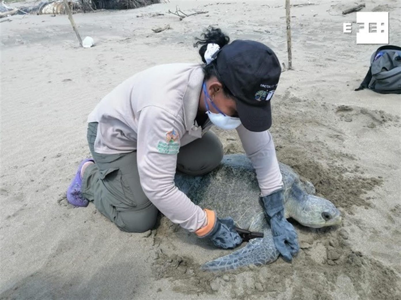 Más de 42 mil tortugas nacieron en Esmeraldas desde 2019